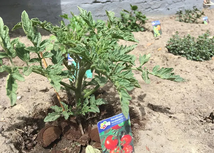 아파트 Apartmanhaz